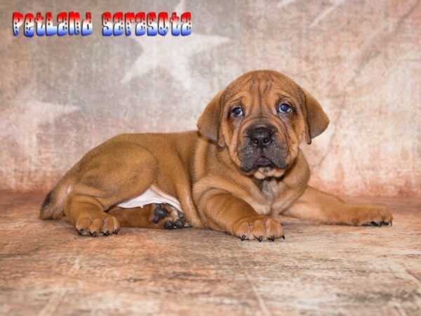 Walrus — adopted from Dreamtails