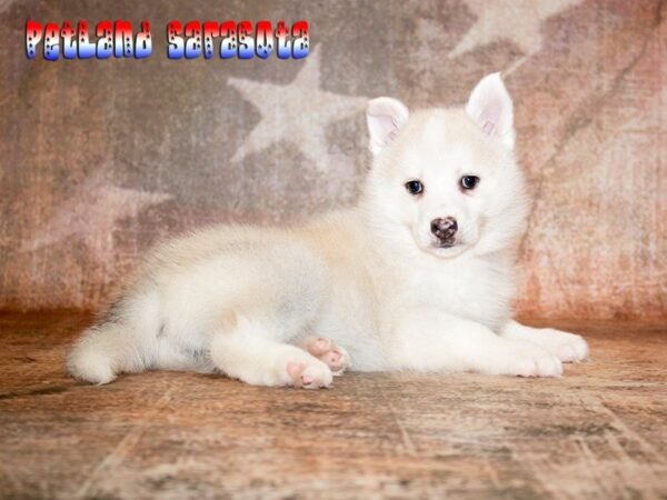 Huskimo — adopted from Dreamtails
