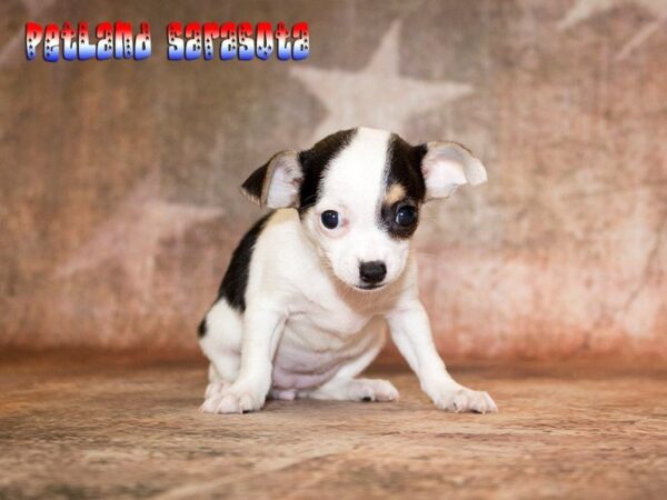 Chihuahua — adopted from Dreamtails