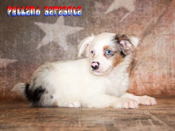 Miniature Australian Shepherd — adopted from Dreamtails