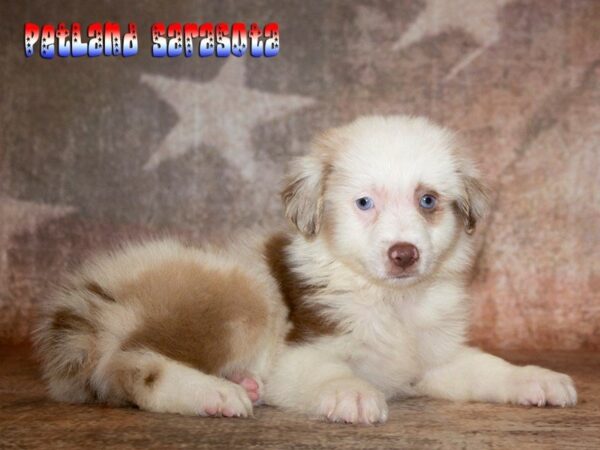 Miniature Australian Shepherd — adopted from Dreamtails