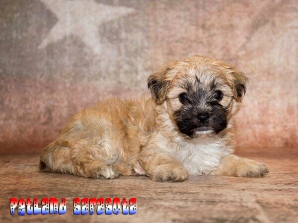 Yorkie Chon — adopted from Dreamtails