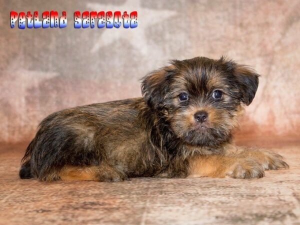 Shorkie — adopted from Dreamtails