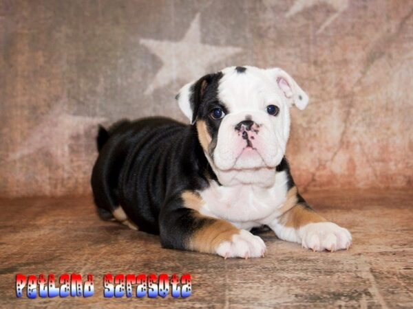 English Bulldog — adopted from Dreamtails