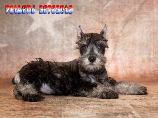 Miniature Schnauzer — adopted from Dreamtails