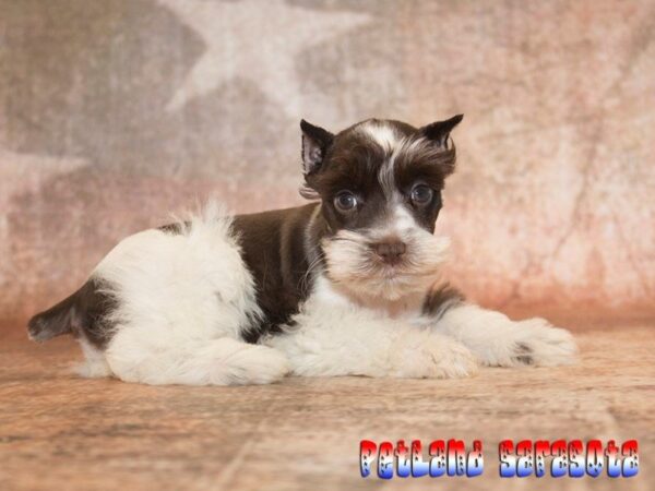 Miniature Schnauzer — adopted from Dreamtails