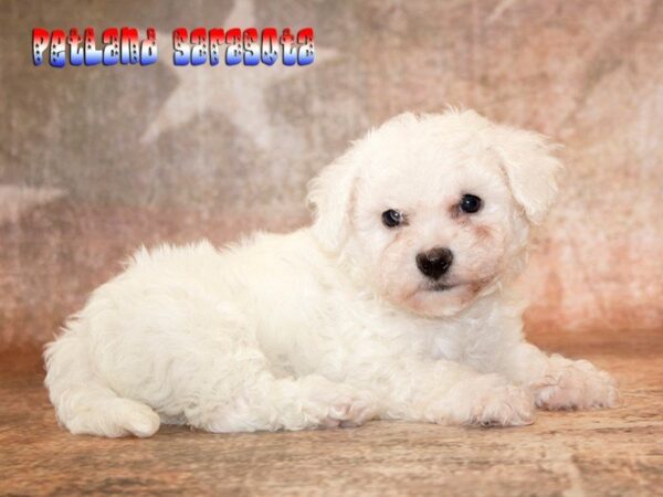 Bichon Frise — adopted from Dreamtails
