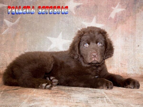 Newfoundland — adopted from Dreamtails