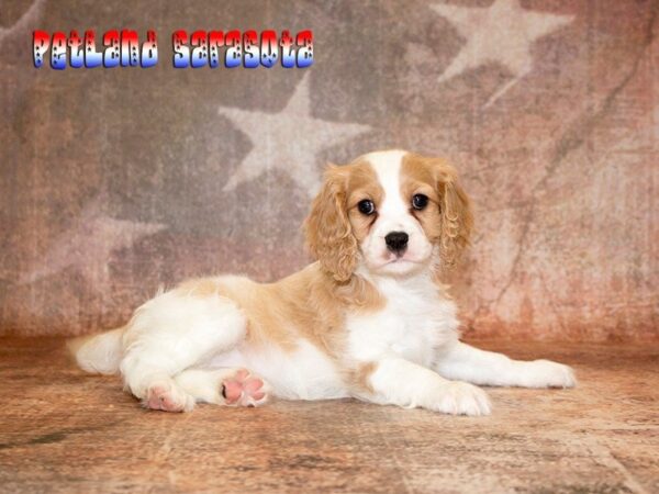 Cavachon — adopted from Dreamtails