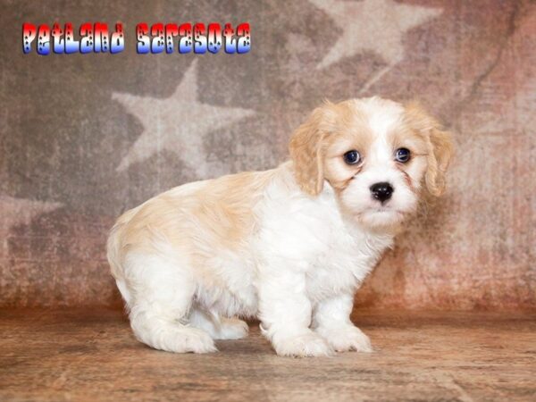 Cava Poo — adopted from Dreamtails
