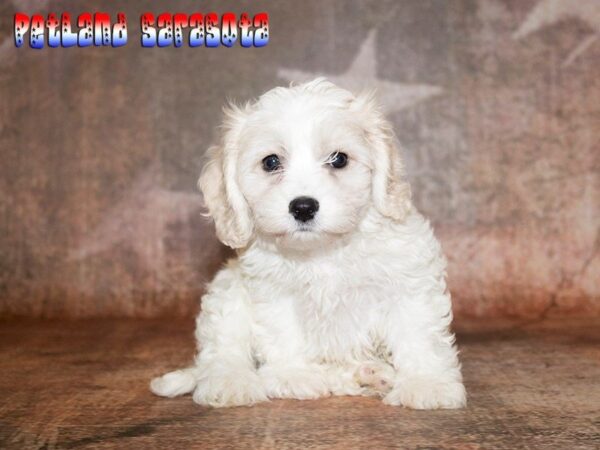 Cava Poo — adopted from Dreamtails