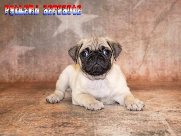 Pug — adopted from Dreamtails
