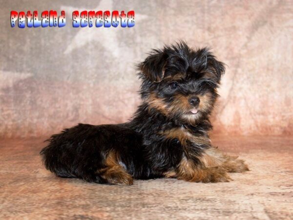 Yorkshire Terrier — adopted from Dreamtails