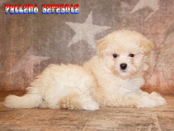 Malti-poo — adopted from Dreamtails