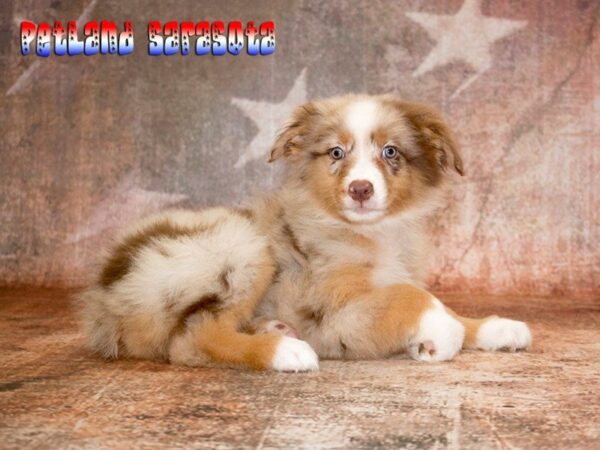 Australian Shepherd — adopted from Dreamtails