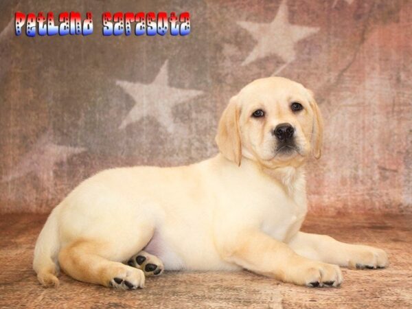 Labrador Retriever — adopted from Dreamtails