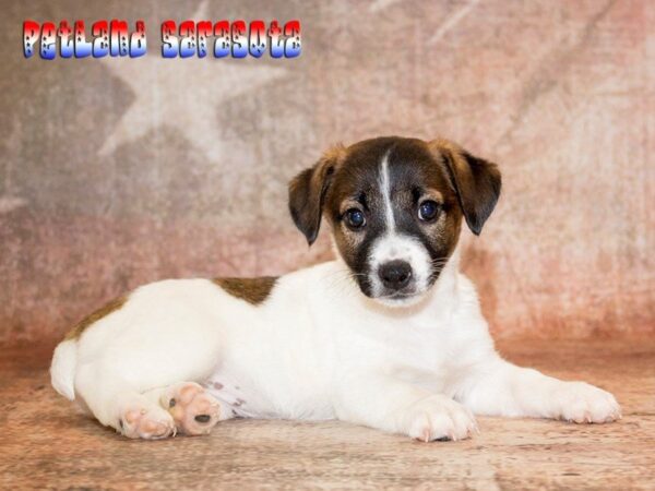 Jack Russell Terrier — adopted from Dreamtails
