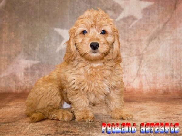 Goldendoodle Mini — adopted from Dreamtails