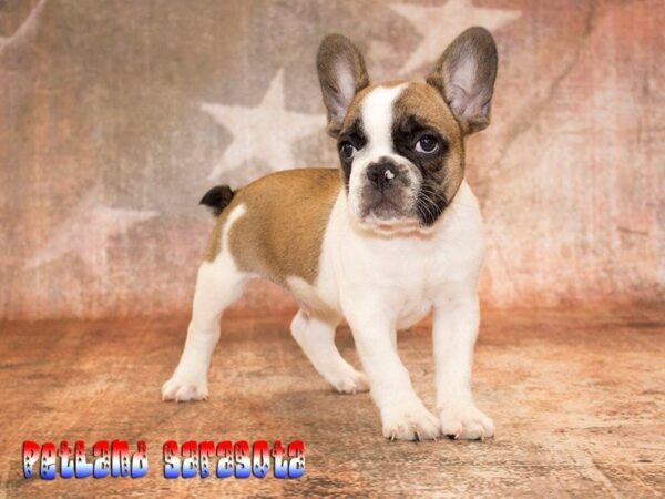 French Bulldog — adopted from Dreamtails