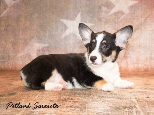 Pembroke Welsh Corgi — adopted from Dreamtails