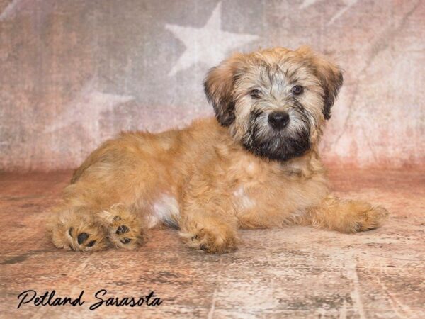 Soft Coated Wheaten Terrier — adopted from Dreamtails