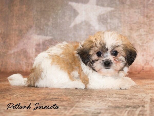 Teddy Bear — adopted from Dreamtails