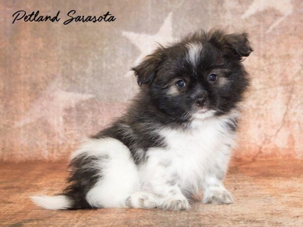 Pom-Shi — adopted from Dreamtails