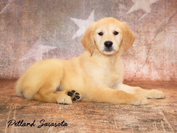 Golden Retriever — adopted from Dreamtails