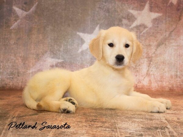 Golden Retriever — adopted from Dreamtails