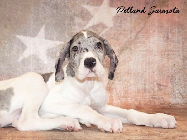Great Dane — adopted from Dreamtails