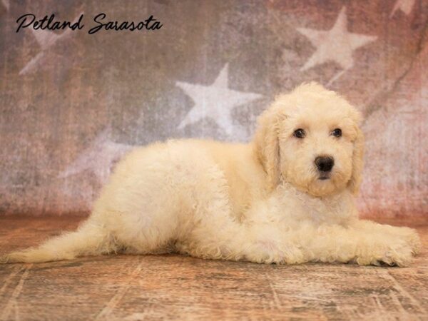 Labradoodle — adopted from Dreamtails