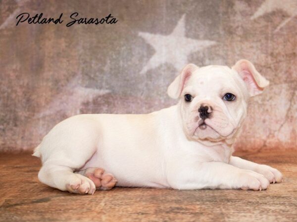 French Bulldog — adopted from Dreamtails