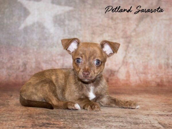 Chihuahua — adopted from Dreamtails