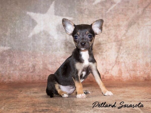 Chihuahua — adopted from Dreamtails