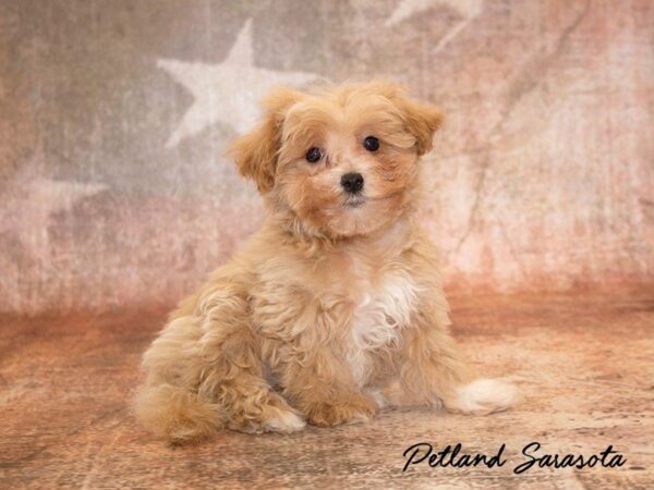 Malti-poo — adopted from Dreamtails