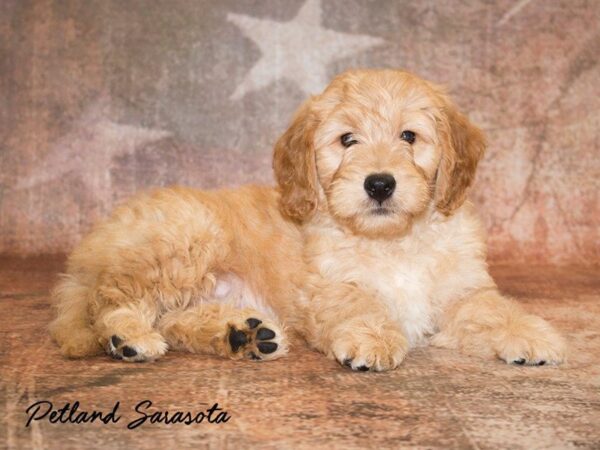 Mini Goldendoodle — adopted from Dreamtails
