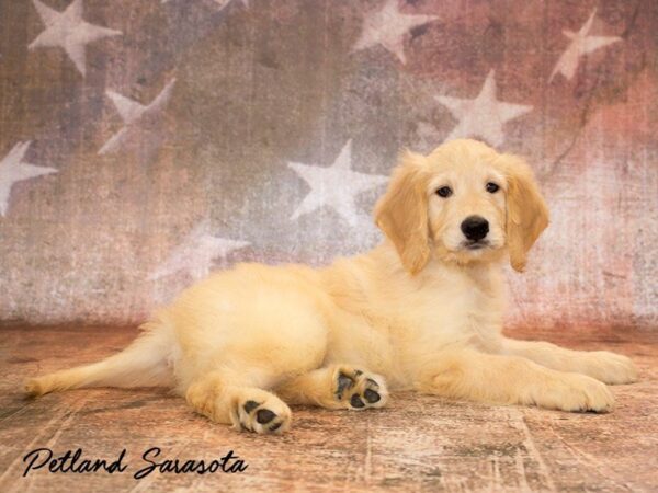 Goldendoodle — adopted from Dreamtails