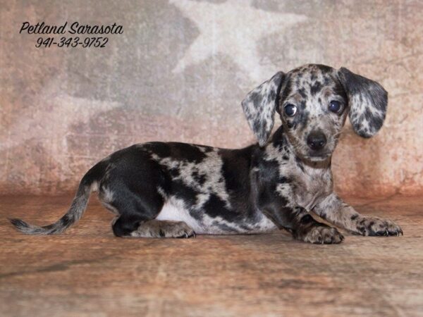 Dachshund — adopted from Dreamtails