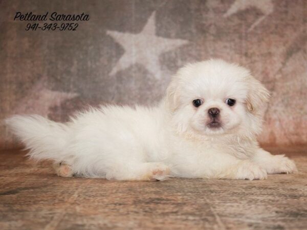 Pekingese — adopted from Dreamtails