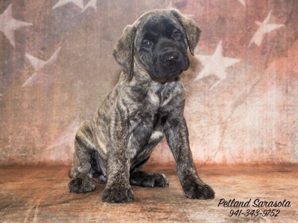 English Mastiff — adopted from Dreamtails