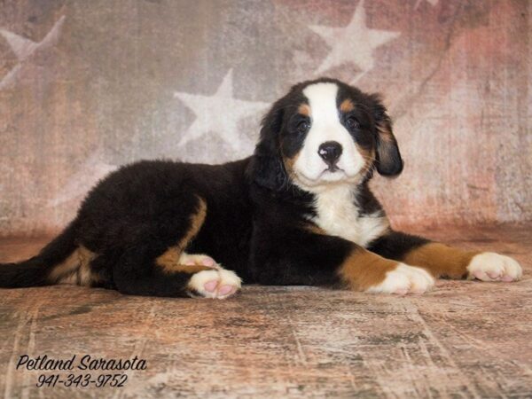 Bernese Mountain Dog — adopted from Dreamtails