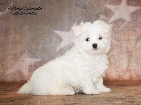 Maltese — adopted from Dreamtails