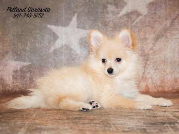 Pomeranian — adopted from Dreamtails