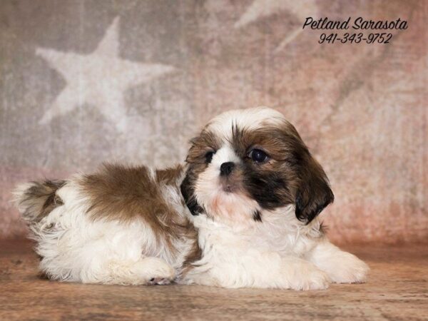 Shih Tzu — adopted from Dreamtails