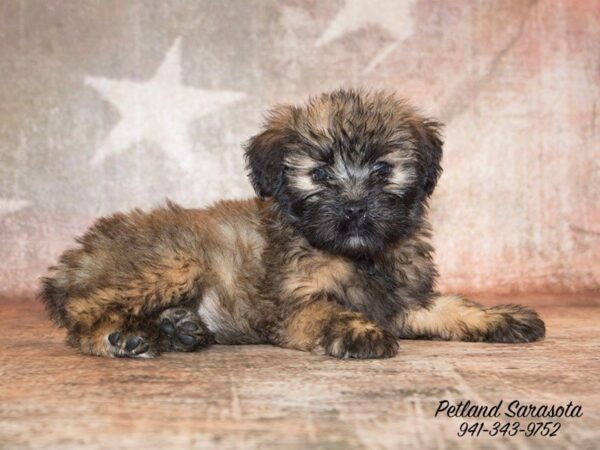Soft Coated Wheaten Terrier — adopted from Dreamtails
