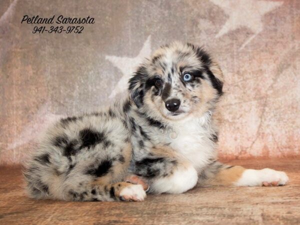 Miniature Australian Shepherd — adopted from Dreamtails