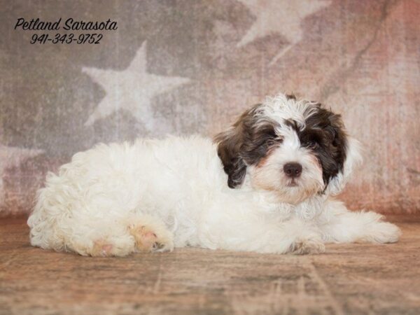 SHIH-POO — adopted from Dreamtails