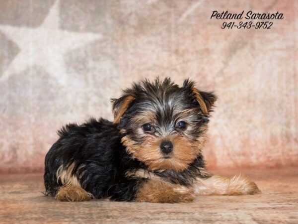 Yorkshire Terrier — adopted from Dreamtails