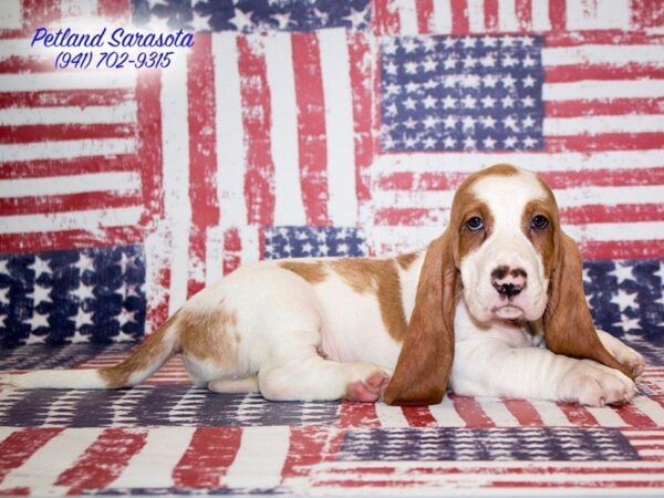 Basset Hound — adopted from Dreamtails
