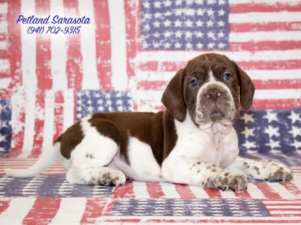 Mini Hippo — adopted from Dreamtails